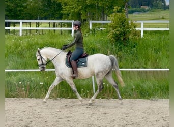 Westphalien, Hongre, 8 Ans, 165 cm, Gris