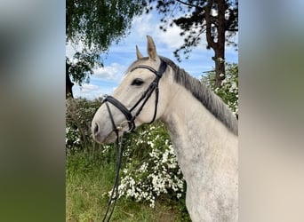 Westphalien, Hongre, 8 Ans, 165 cm, Gris