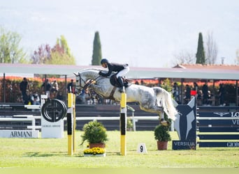 Westphalien, Hongre, 8 Ans, 168 cm, Gris
