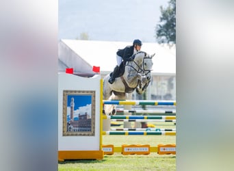 Westphalien, Hongre, 8 Ans, 168 cm, Gris