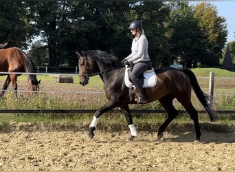 Westphalien, Hongre, 8 Ans, 169 cm, Bai brun