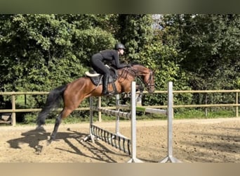 Westphalien, Hongre, 8 Ans, 169 cm, Bai