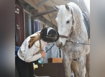 Westphalien, Hongre, 8 Ans, 170 cm, Gris