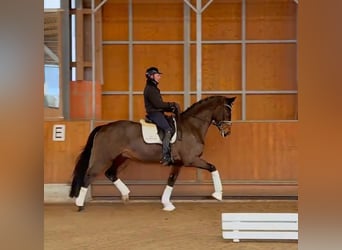 Westphalien, Hongre, 8 Ans, 172 cm, Bai