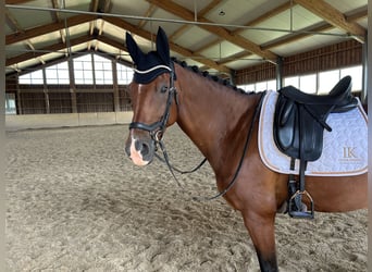 Westphalien, Hongre, 8 Ans, 172 cm, Bai