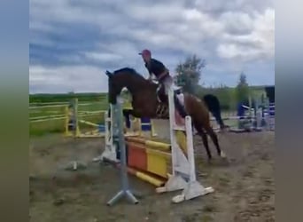 Westphalien, Hongre, 9 Ans, 164 cm, Bai