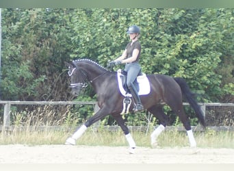 Westphalien, Hongre, 9 Ans, 174 cm, Noir