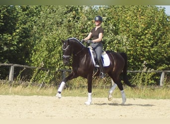 Westphalien, Hongre, 9 Ans, 174 cm, Noir