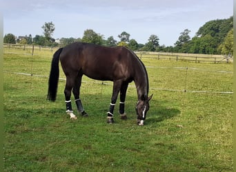 Westphalien, Hongre, 9 Ans, 176 cm, Bai brun