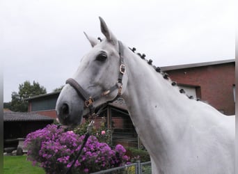 Westphalien, Hongre, 9 Ans, 188 cm