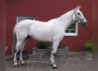 Westphalien, Hongre, 9 Ans, 188 cm