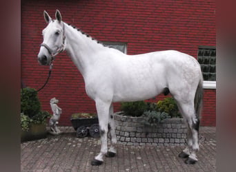 Westphalien, Hongre, 9 Ans, 188 cm