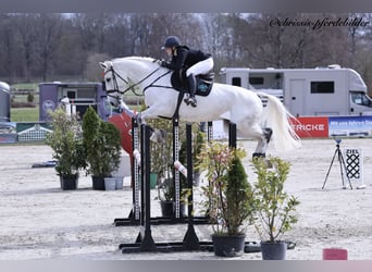 Westphalien, Hongre, 9 Ans, Gris