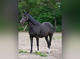 Westphalien, Jument, 10 Ans, 164 cm, Bai brun