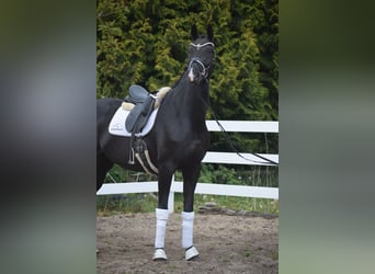Westphalien, Jument, 10 Ans, 168 cm, Noir