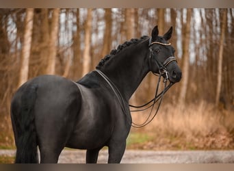 Westphalien, Jument, 10 Ans, 168 cm, Noir