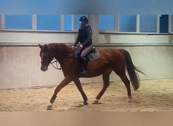 Westphalien, Jument, 10 Ans, 169 cm, Alezan