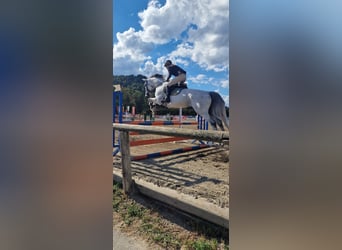 Westphalien, Jument, 10 Ans, Gris