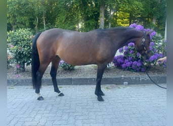 Westphalien, Jument, 11 Ans, 152 cm, Bai