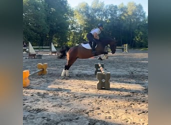Westphalien, Jument, 11 Ans, 152 cm, Bai
