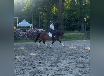 Westphalien, Jument, 11 Ans, 152 cm, Bai