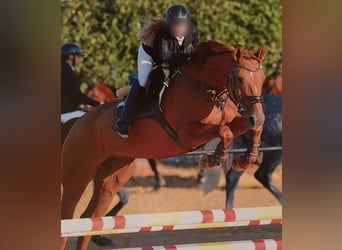 Westphalien, Jument, 11 Ans, 160 cm, Alezan