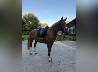 Westphalien, Jument, 11 Ans, 163 cm, Alezan