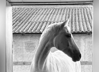 Westphalien, Jument, 11 Ans, 163 cm, Gris