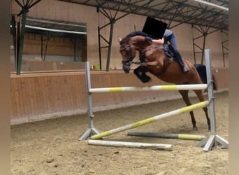 Westphalien, Jument, 11 Ans, 165 cm, Bai