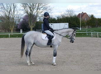 Westphalien, Jument, 11 Ans, 169 cm, Gris