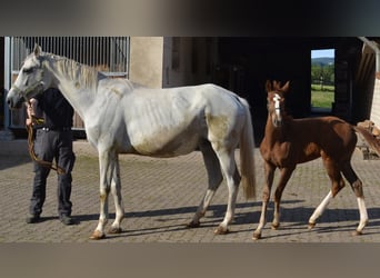 Westphalien, Jument, 11 Ans, 170 cm, Gris