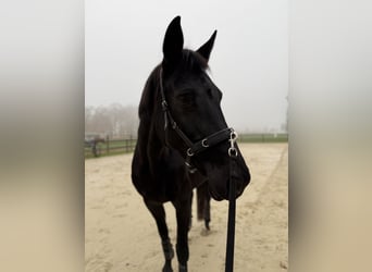 Westphalien, Jument, 11 Ans, 171 cm, Noir