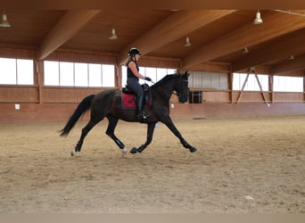 Westphalien, Jument, 12 Ans, 163 cm, Noir