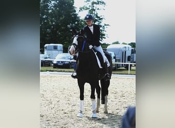 Westphalien, Jument, 12 Ans, 164 cm, Noir