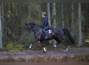 Westphalien, Jument, 12 Ans, 166 cm, Noir