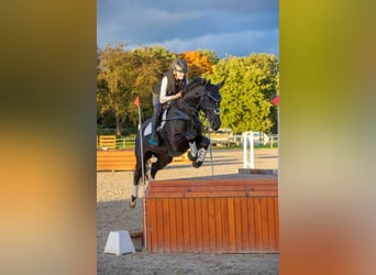 Westphalien, Jument, 12 Ans, 167 cm, Bai brun foncé