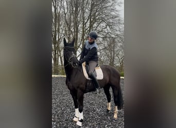 Westphalien, Jument, 12 Ans, 169 cm, Noir