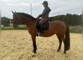 Westphalien, Jument, 13 Ans, 167 cm, Bai