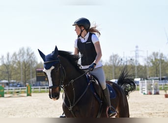 Westphalien, Jument, 13 Ans, 173 cm, Bai brun