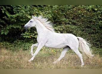 Westphalien, Jument, 14 Ans, 168 cm, Gris