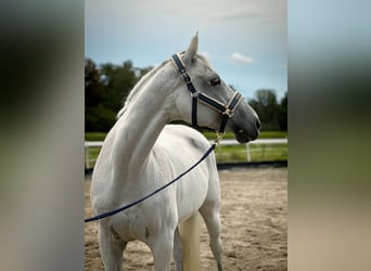 Westphalien, Jument, 15 Ans, 168 cm, Gris