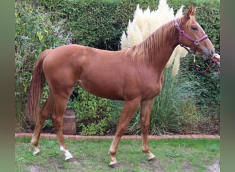 Westphalien, Jument, 1 Année, 170 cm, Alezan
