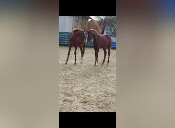 Westphalien, Jument, 1 Année, Alezan