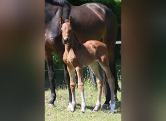 Westphalien, Jument, 1 Année, Bai brun