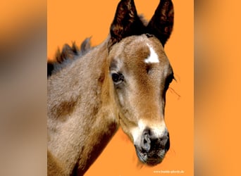 Westphalien, Jument, 1 Année, Bai brun foncé