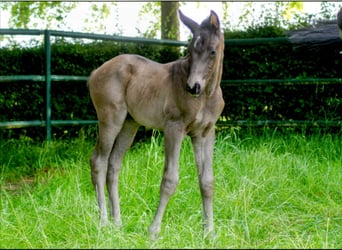 Westphalien, Jument, 1 Année, Noir