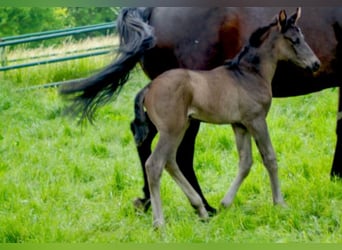 Westphalien, Jument, 1 Année, Noir