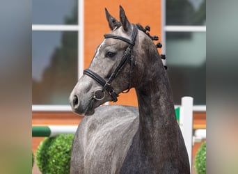 Westphalien, Jument, 2 Ans, 162 cm, Gris