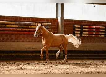 Westphalien, Jument, 2 Ans, 163 cm, Palomino
