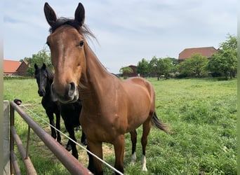 Westphalien, Jument, 2 Ans, 164 cm, Bai clair